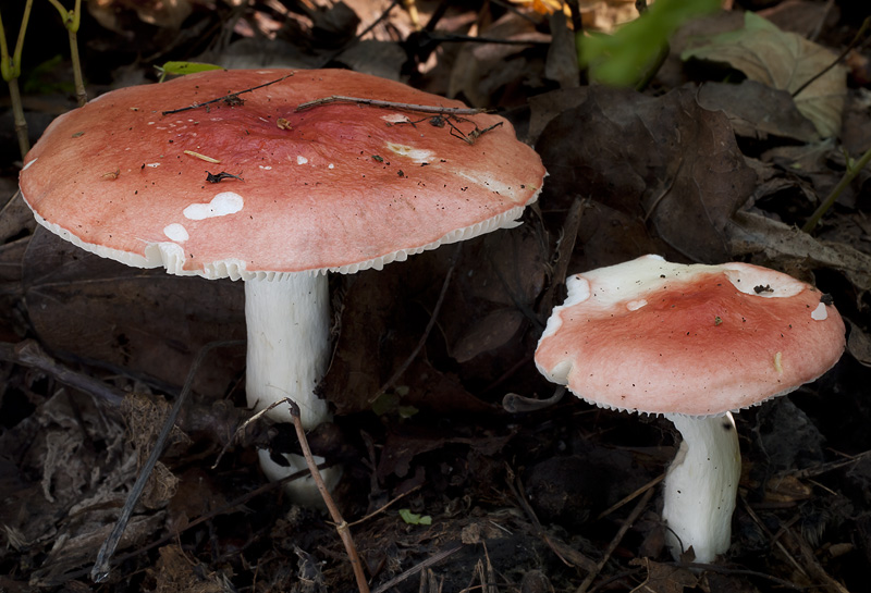 Russula persicina